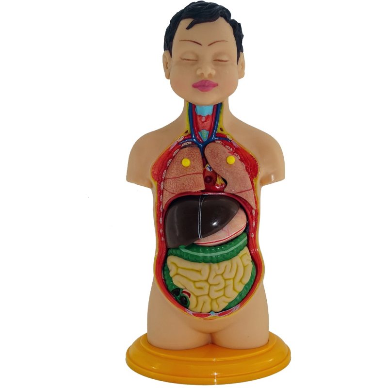 مولاژ نیم تنه بدن انسان ۸تکه  عروسکی