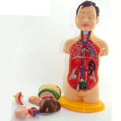 مولاژ نیم تنه بدن انسان ۸تکه  عروسکی