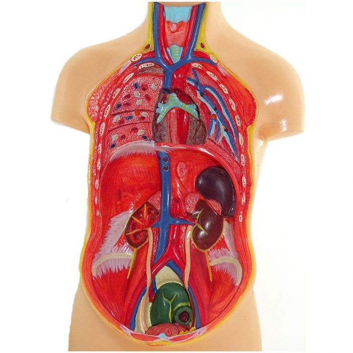 مولاژ نیم تنه بدن انسان ۸تکه  عروسکی