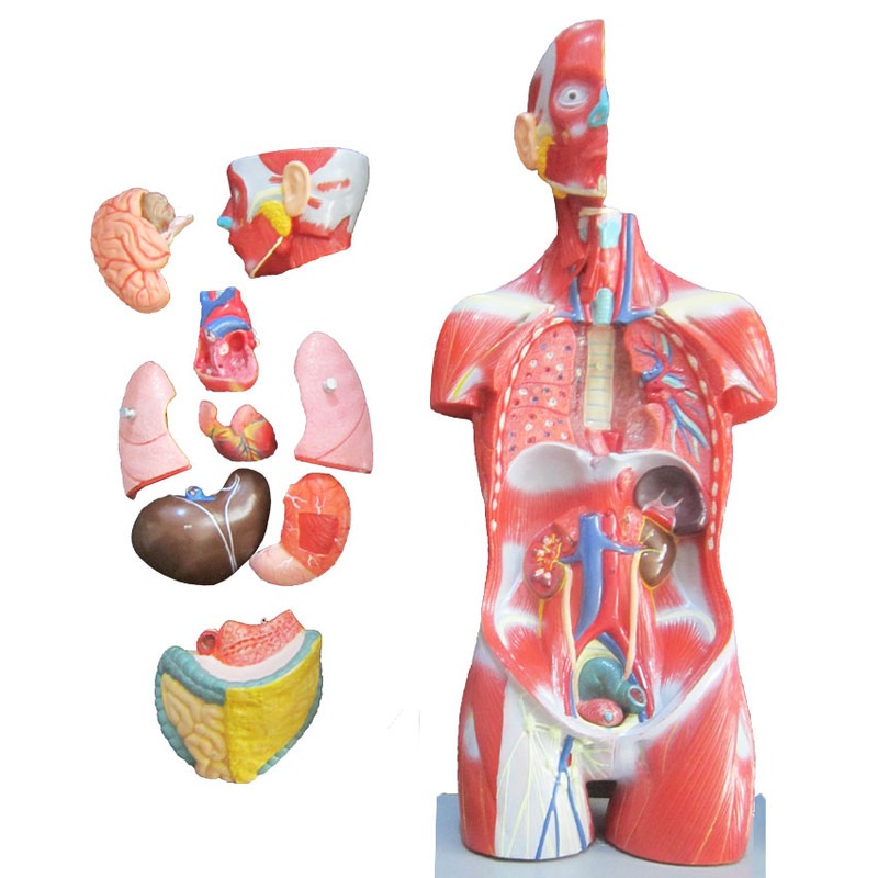مولاژ نیم تنه بدن انسان 11تیکه