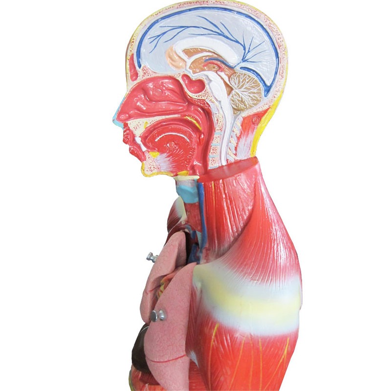 مولاژ نیم تنه بدن انسان 11تیکه