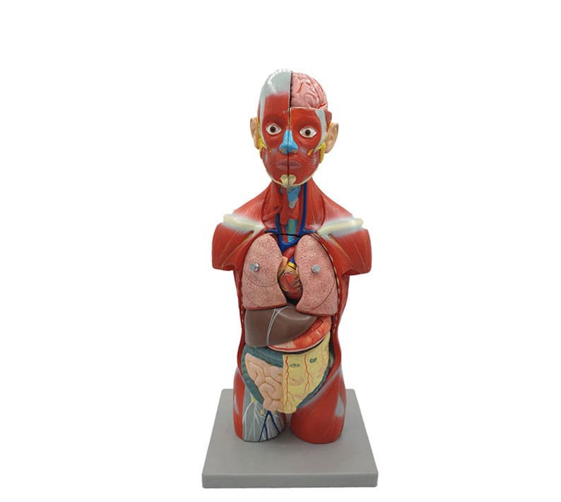 مولاژ نیم تنه بدن انسان 11تیکه