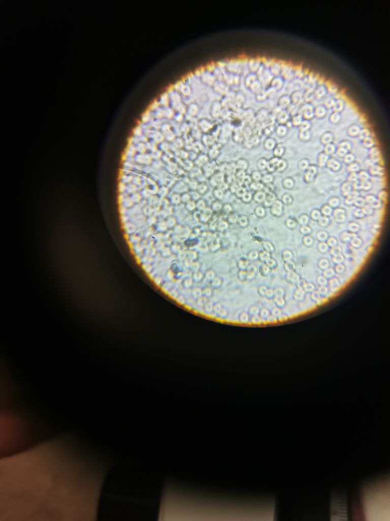 میکروسکوپ برقی مدیک m826