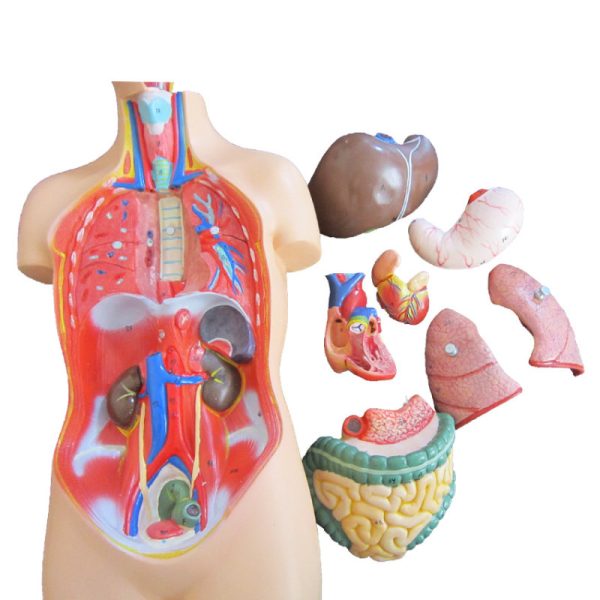 مولاژ نیم تنه انسان 1/2انداز طبیعی
