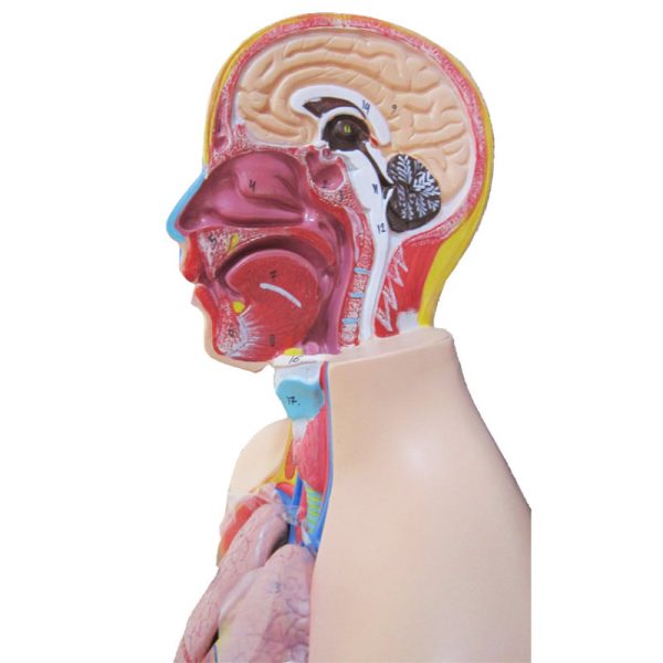 مولاژ نیم تنه انسان 1/2انداز طبیعی