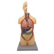 مولاژ نیم تنه انسان 1/2انداز طبیعی