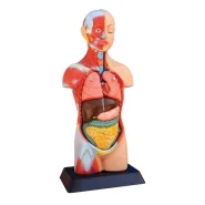 Human torso model with muscle display