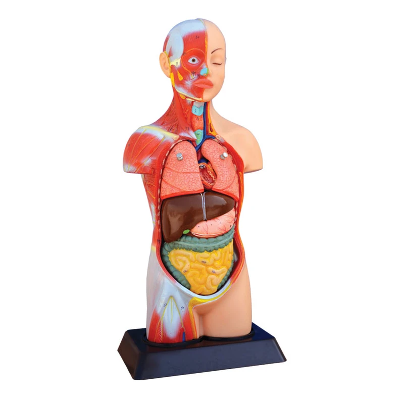 Human torso model with muscle display